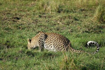 Leopard in the Okavango Delta with a Tree Squirrel Kill
