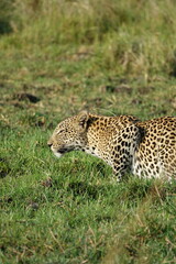 Leopard of the Okavango Delta with a Tree Squirrel Kill