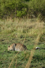 Leopard in the Okavango Delta with a Tree Squirrel Kill