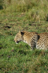 Leopard in the Okavango Delta with a Tree Squirrel Kill