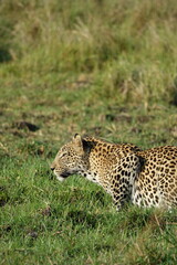 Leopard of the Okavango Delta with a Tree Squirrel Kill