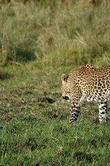 Leopard in the Okavango Delta with a Tree Squirrel Kill
