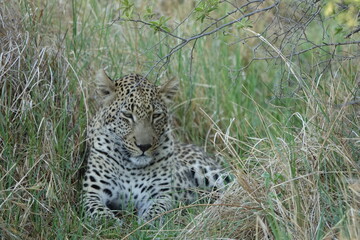 Naklejka na ściany i meble Leopard in the Okavango Delta with a Tree Squirrel Kill