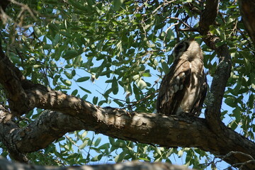Verreaux's Eagle-Owl in the Okavango Delta sitting on a tree