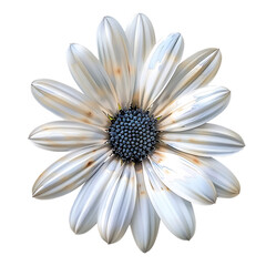 white flower isolated on transparent background cutout 