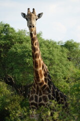 Giraffe in the Okavango Delta