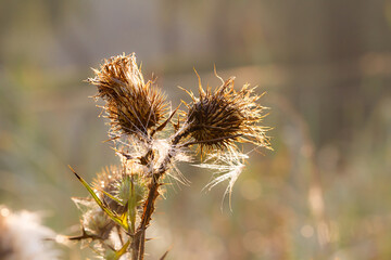 Background. Close-up.  Dry cotton thistle ( onopordum acanthium ) with  morning dewdrops. The backdrop of the autumn season.