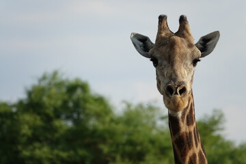 Giraffe in the Okavango Delta
