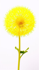 Yellow flower in full bloom on a white background, with a detailed and realistic style.