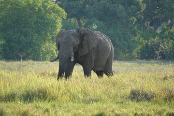 Elephants in the Okavango Delta, Memory of Elephants, Herd of Elephants