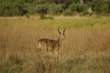 Naklejka na ściany i meble Male Reedbuk in the Okavango Delta