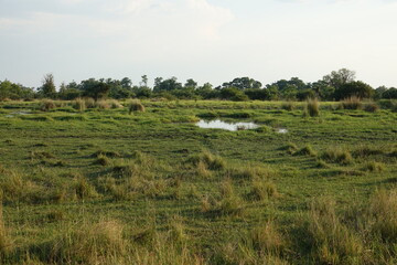 Landscape of the Okavango Delta