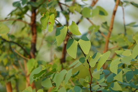 Mopane Tree in the Okavango Delta, Close-Up Leaves
