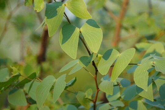 Mopane Tree in the Okavango Delta, Close-Up Leaves