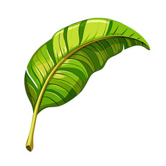 Fototapeta premium tropic green banana palm leaf on white background