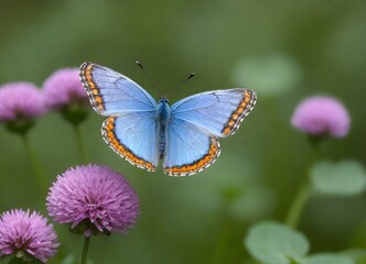 Naklejka premium Blue butterfly with orange and black markings on its wings perched on a purple clover flower with green foliage in the background