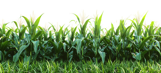 Lush cornfield, cut out - stock png.