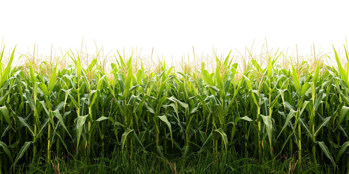 Lush cornfield, cut out - stock png.