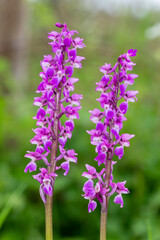 Close up of early purple orchid (orchis mascula) flowers in bloom