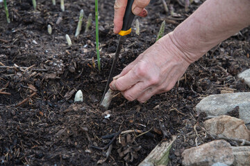 gardener uses a sharp knife to cut young shoots of green asparagus,concept of ecological cultivation vegetables