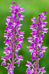 Obraz premium Close up of early purple orchid (orchis mascula) flowers in bloom