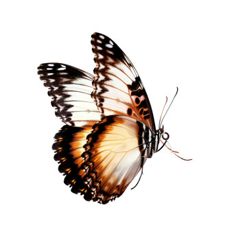 Fototapeta Colorful flying butterfly in transparent background