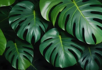 Fototapeten Close-up of multiple green monstera leaves with prominent veins against a dark background © sanart design