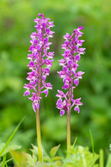 Close up of early purple orchid (orchis mascula) flowers in bloom