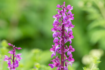 Obraz premium Close up of early purple orchid (orchis mascula) flowers in bloom