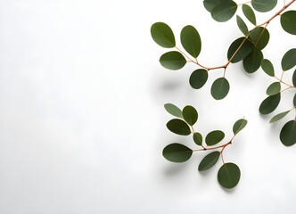 A green plant branch with multiple leaves casting a shadow on a white background