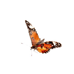 Fototapeta na wymiar Colorful flying butterfly in transparent background