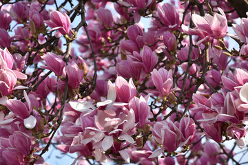 Nature beautiful pink magnolia flowers - 754543340