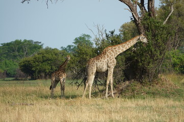 Naklejka na ściany i meble Giraffe with Baby in the Okavango Delta