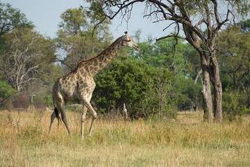 Giraffe with Baby in the Okavango Delta