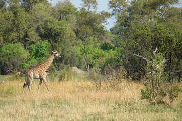 Giraffe with Baby in the Okavango Delta