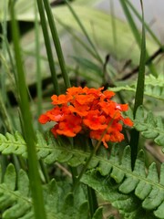 The bunch of orange color flower