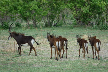 Naklejka na ściany i meble Sable Antelope in the Okavango Delta