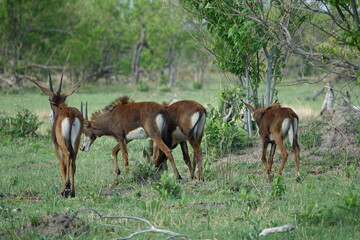 Sable Antelope in the Okavango Delta