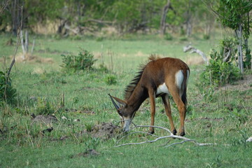 Sable Antelope in the Okavango Delta