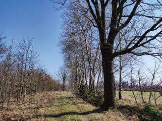 Feldweg am Wald im Frühling