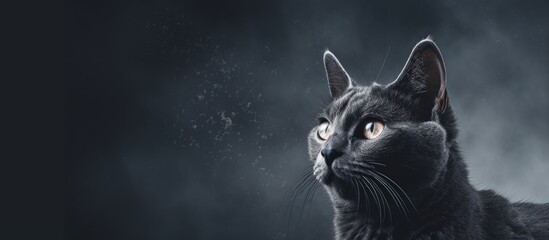A gray cat, positioned on a plain gray background, gazes upward with a curious expression. The felines fur is a mix of light and dark shades. - obrazy, fototapety, plakaty