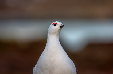 Closeup of willow ptarmigan in winter plumage, phenological mismatch