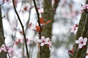 Spring beautiful flowers, park in Arandjelovac - 754546919