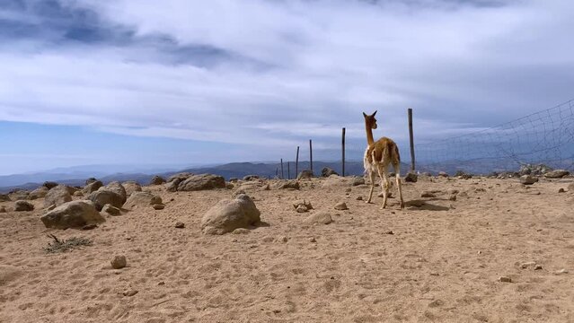 Vicu&ntilde;a tranquilada corriendo en las alturas