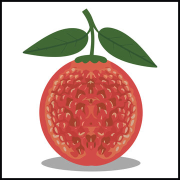 red tamarillo fruit cut open clip art preview