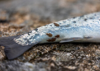Salmon lice parasite stuck to sea trout closeup, salmon farming