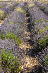 Real lavender field in Provence-Alpes-Cote d'Azur region in France