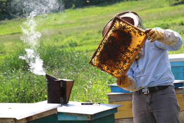 At the apiary, the beekeeper inspects the combs