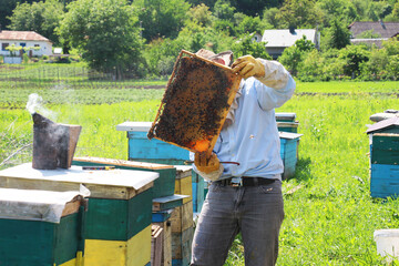 At the apiary, the beekeeper inspects the combs