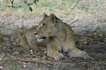 Naklejka na ściany i meble Lions with babies in the Okavango Delta after feeding on an Elephant Kill
